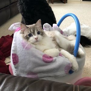 Meet your Posher, Emily